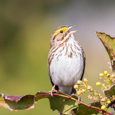 BirdNote Daily